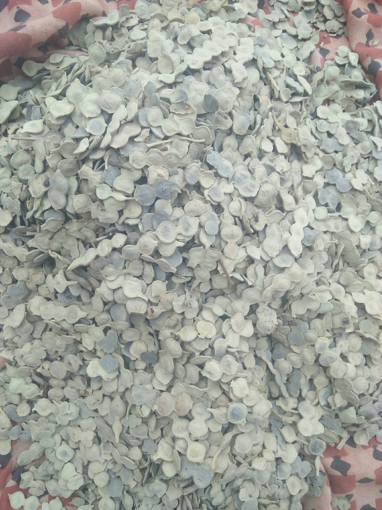 Brown Babul Ki Fali, Packaging Size: 10 kg Carton