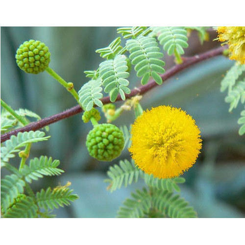 Acacia Arabica Extract, Packaging Type: Polybag