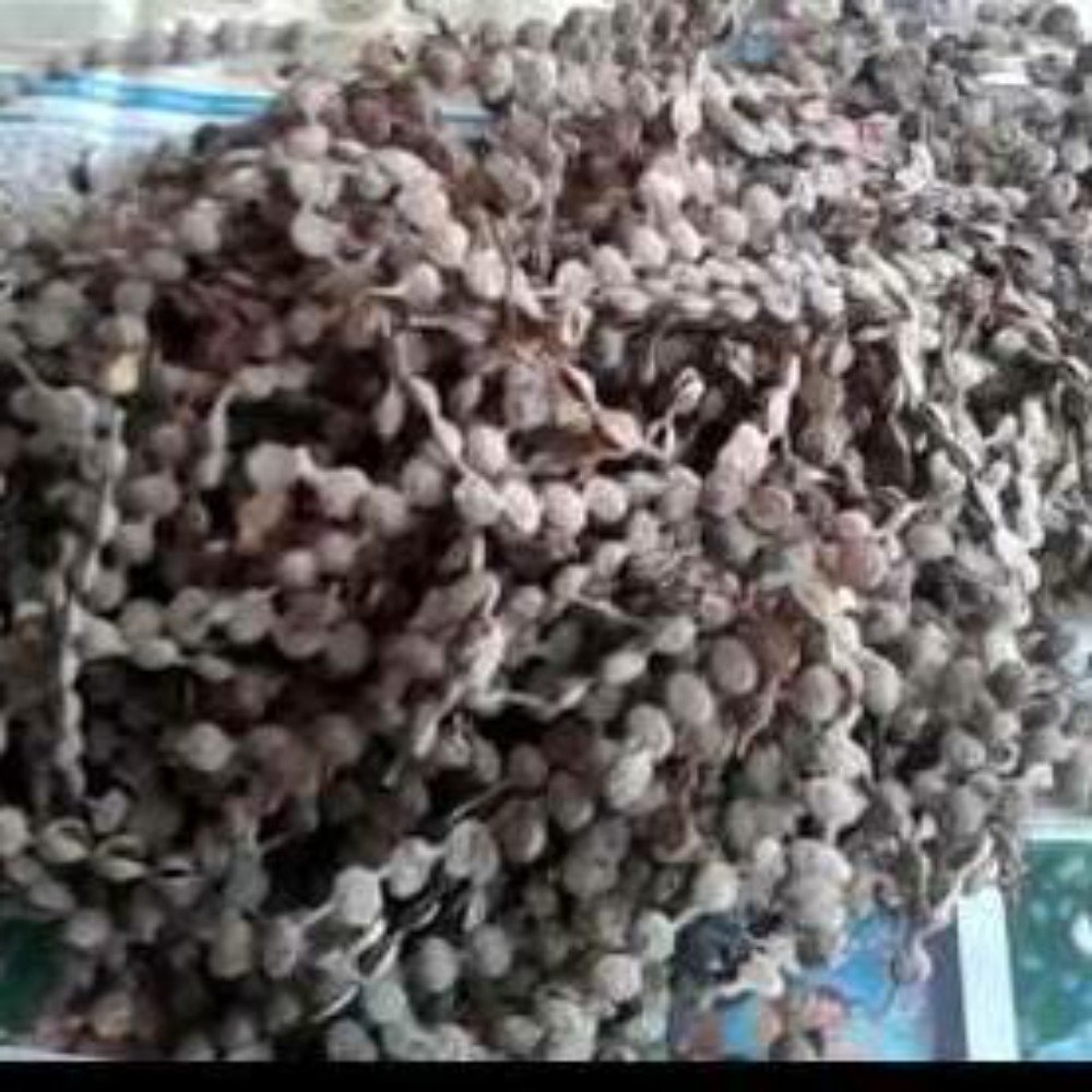 Brown Andrographis Paniculata Babul Ki Fali, Packaging Type: Loose
