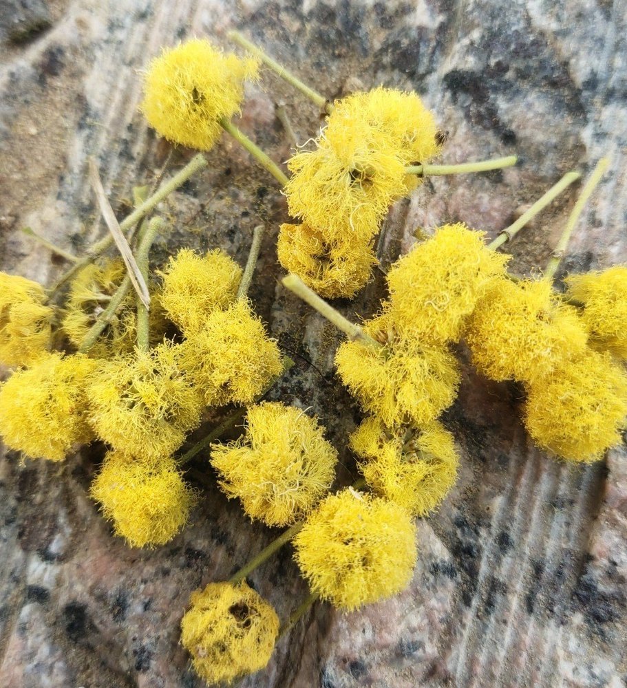 Yellow Organic Babul Phool, Packaging Type: Loose