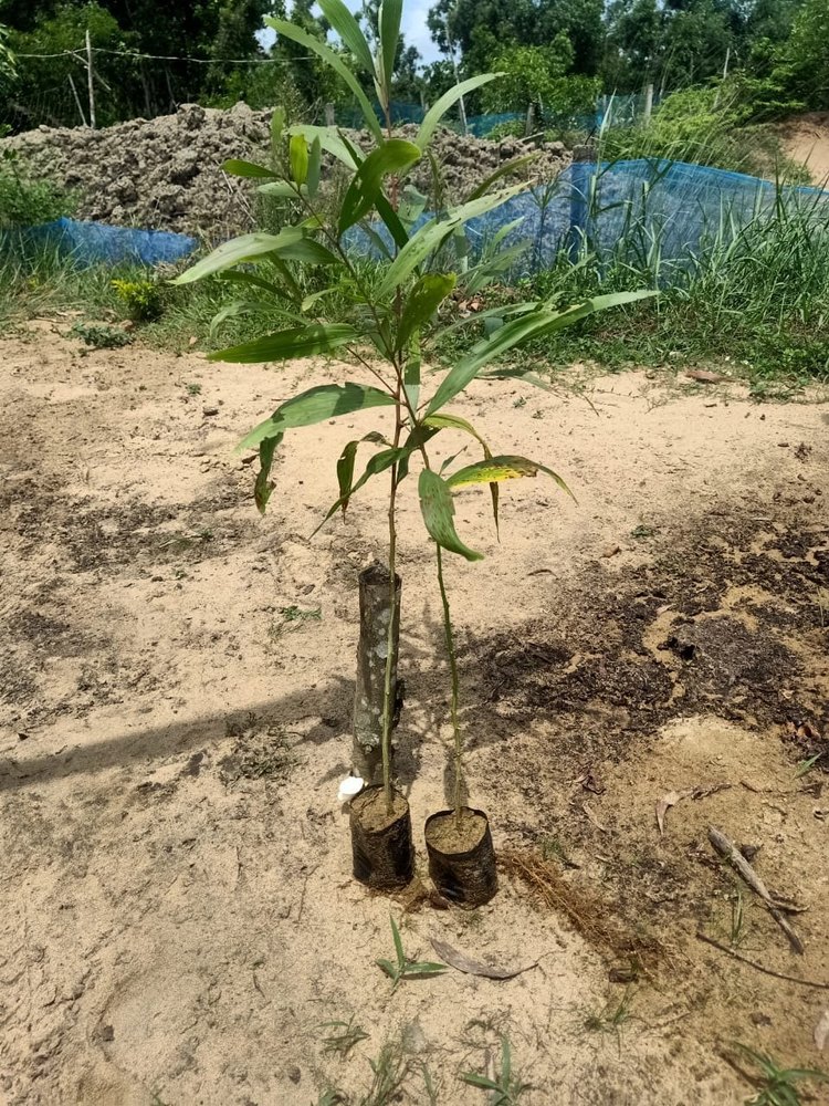 Green Acacia Plant, For Medicinal