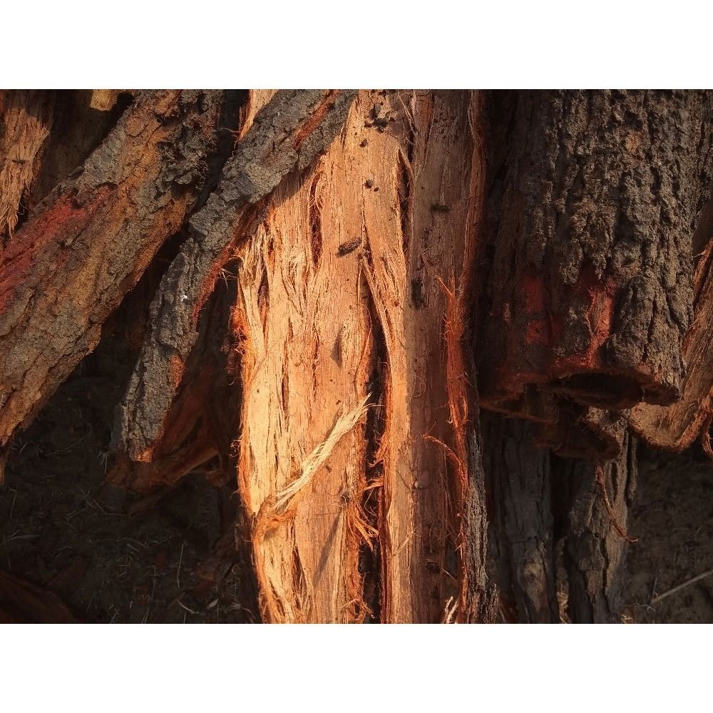 BMG Brownish Red Babool Tree Bark, Packaging Size: 10 Kg