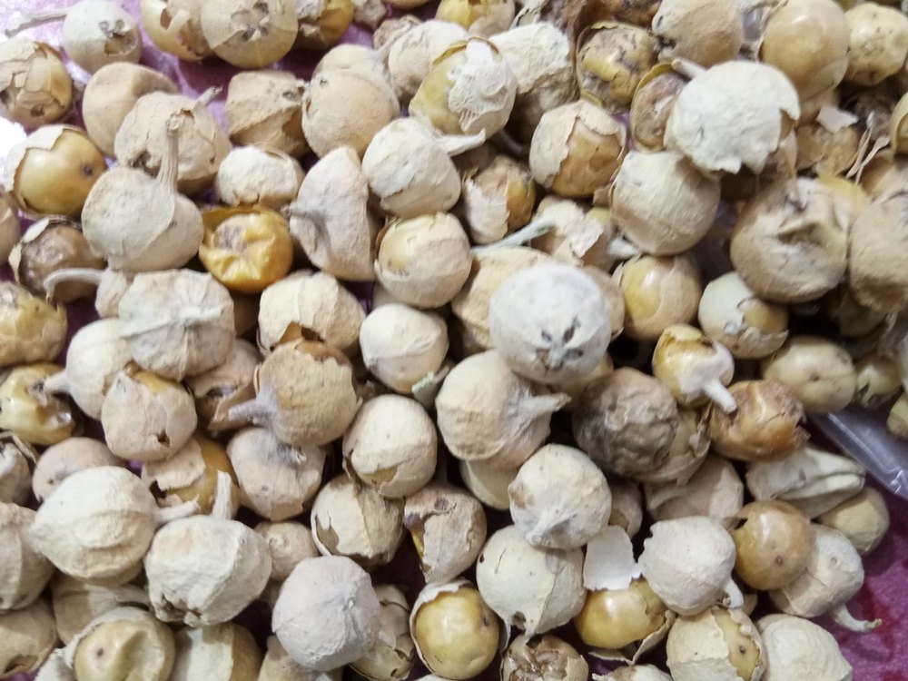 Dry Paneer Doda, Packaging Type: Bag, Grade Standard: Medicine Grade