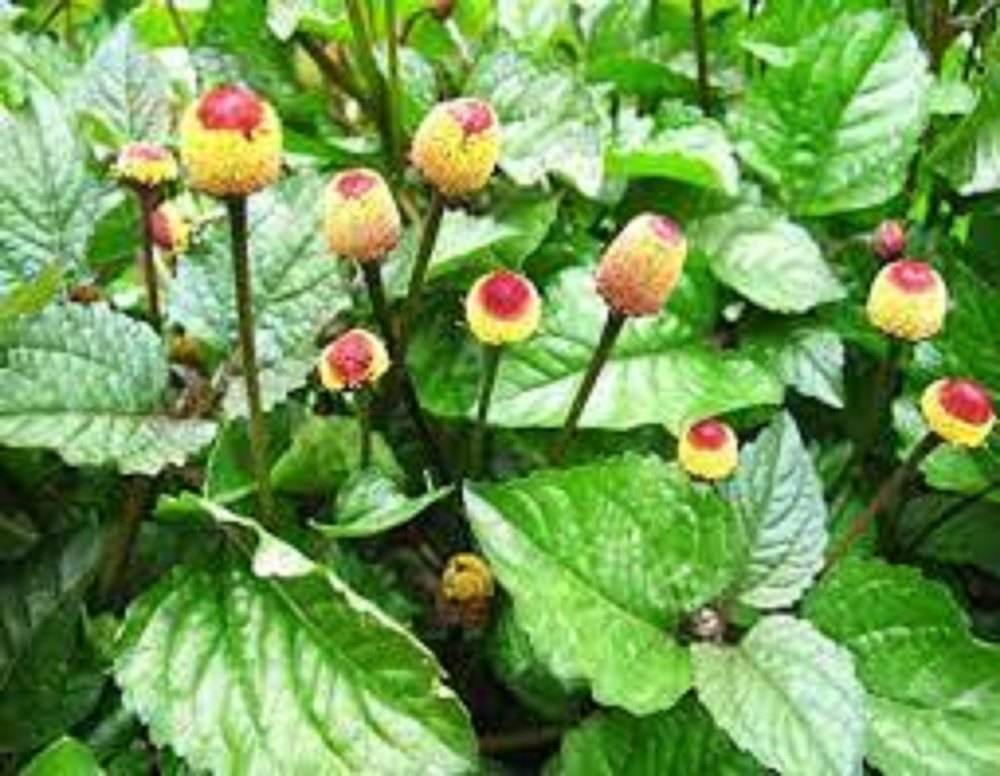 Herbo Nutra Brown Anacyclus pyrethrum Extract (Akarkara Extract), 25 Kg, Packaging Type: HDPE Bag