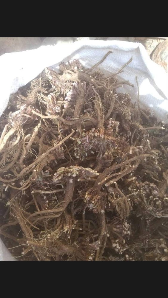 Brown Akarkara Root Dried, Packaging Type: Plastic Bag, Packaging Size: 25 Kgs