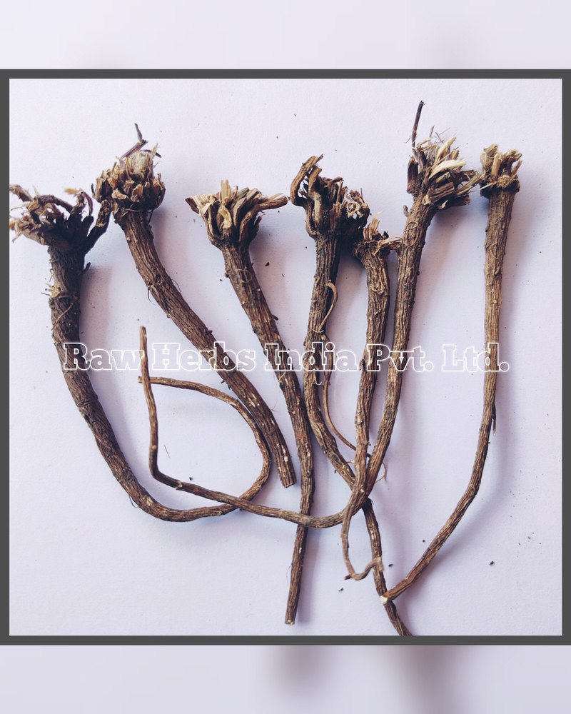 AKARKARA ROOTS - PELLITORY ROOTS - ANACYCLUS PYRETHRUM, Packaging Type: Plastic Bag