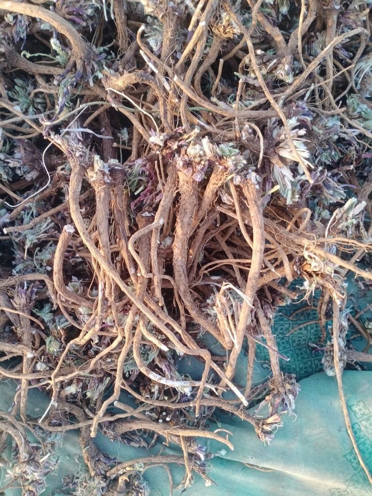 Brown Dried Akarkara Roots, Packaging Type: Loose