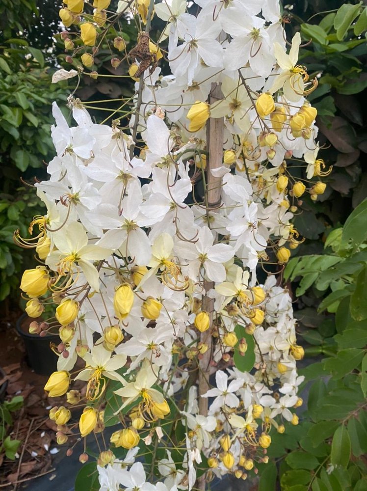 Cassia Fistula White Colour Flowers, For Home, Packaging Size: 8\' 10\'