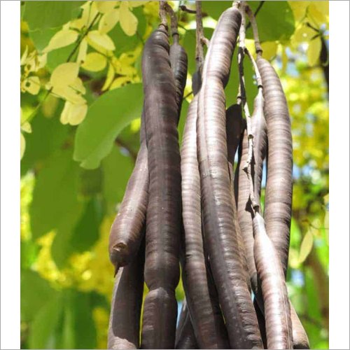 Brown Amaltas Fali ., Packaging Type: Bag, Packaging Size: 25