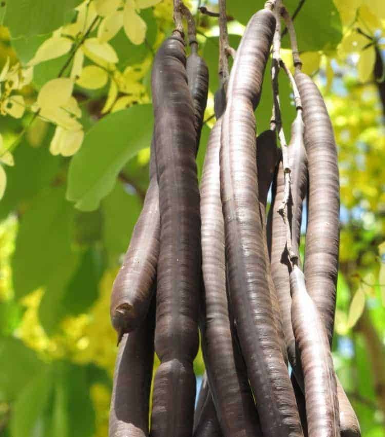 Amaltas Phali, Packaging Type: Bag, Packaging Size: 50 Kg