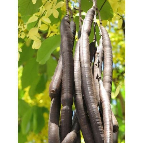 Amaltash fali (Cassia Fistula ), Packaging Type: PP Bag