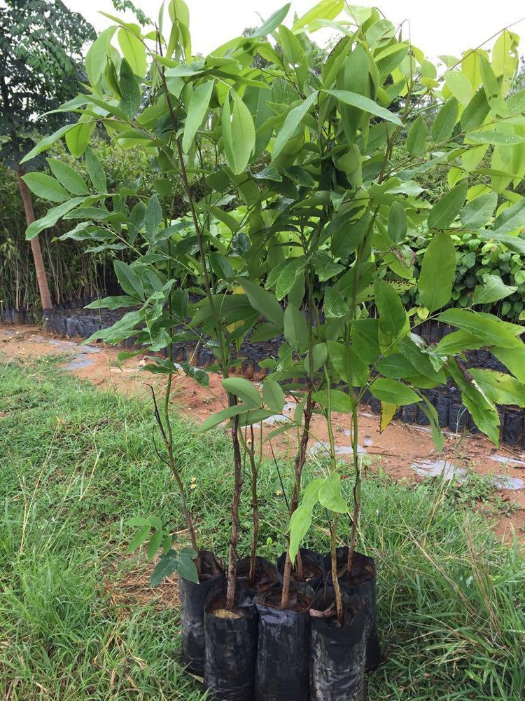 Green Cassia Fistula, Packaging Type: Packet, Packaging Size: 6*12