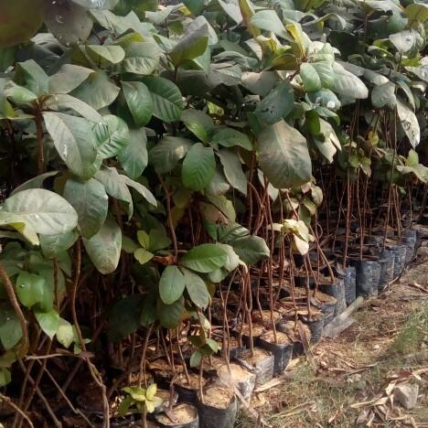 Green Well Watered Noni Plant ( Morinda Citrifolia), For Clinical, For Fruits