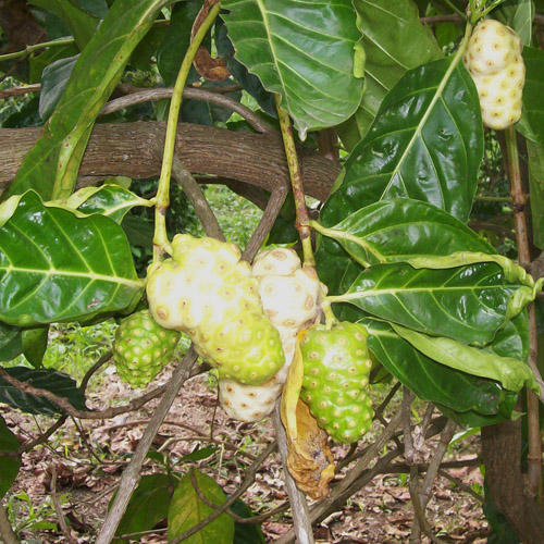 Morinda Citrifolia