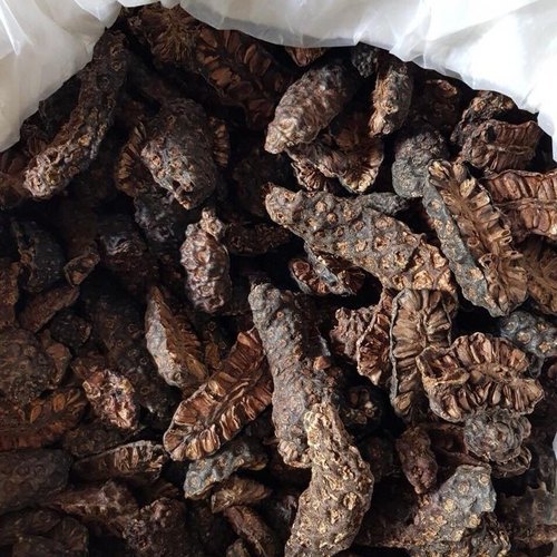 Organic MORINDA CITRIFOLIA Indian Mulberry