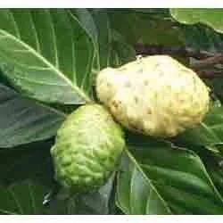 Morinda Citrifolia Fruit Extract, Packaging Type: Hdpe Drums, Packaging Size: 25 Kgs