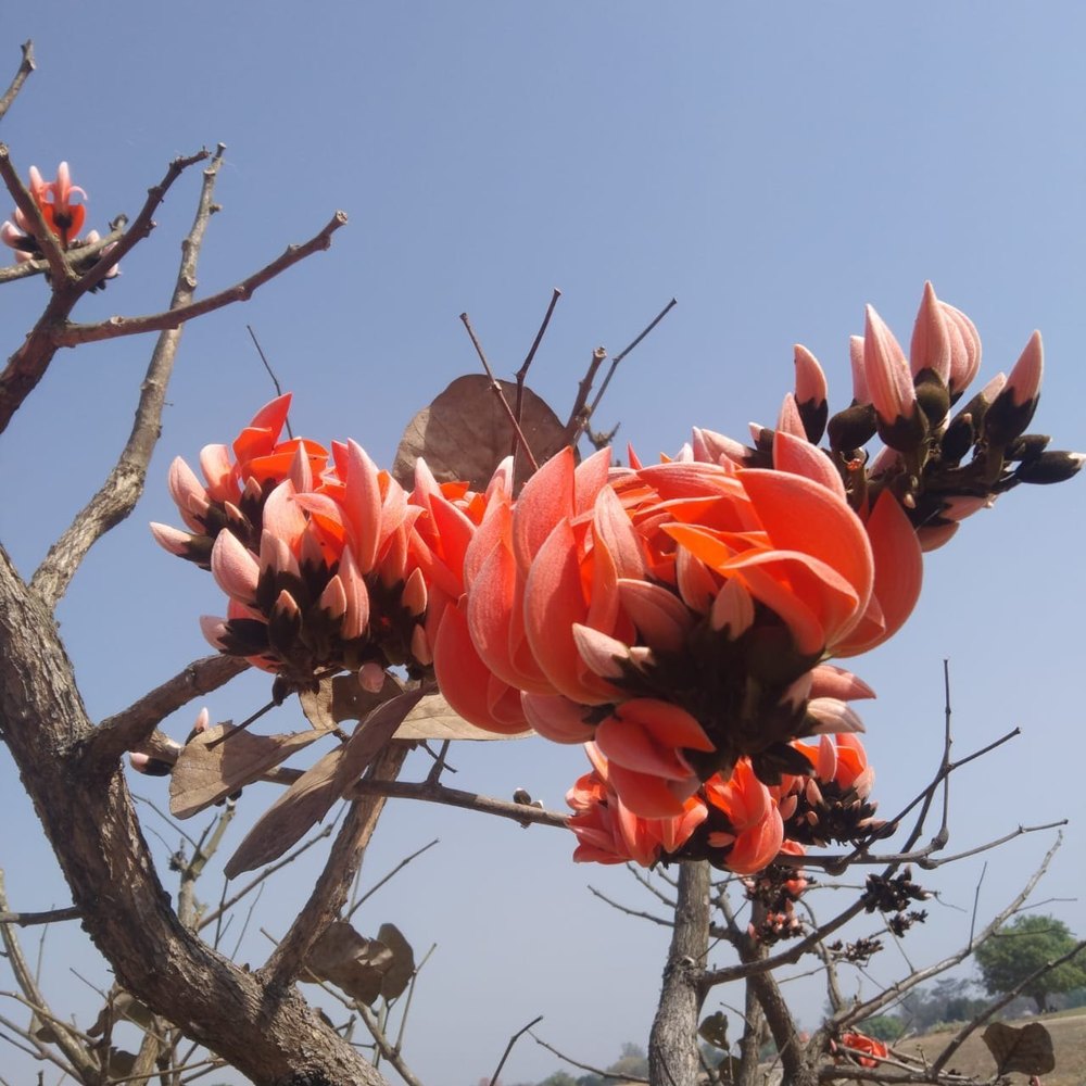 Plants Live Palash/Flame Of The Forest/Tesu/Butea Monosperma Medicinal Plant