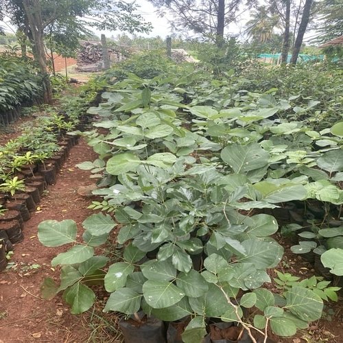 Butea Monosperma (Muttuga), Packaging Size: 2 Feet, Packaging Type: Polybag