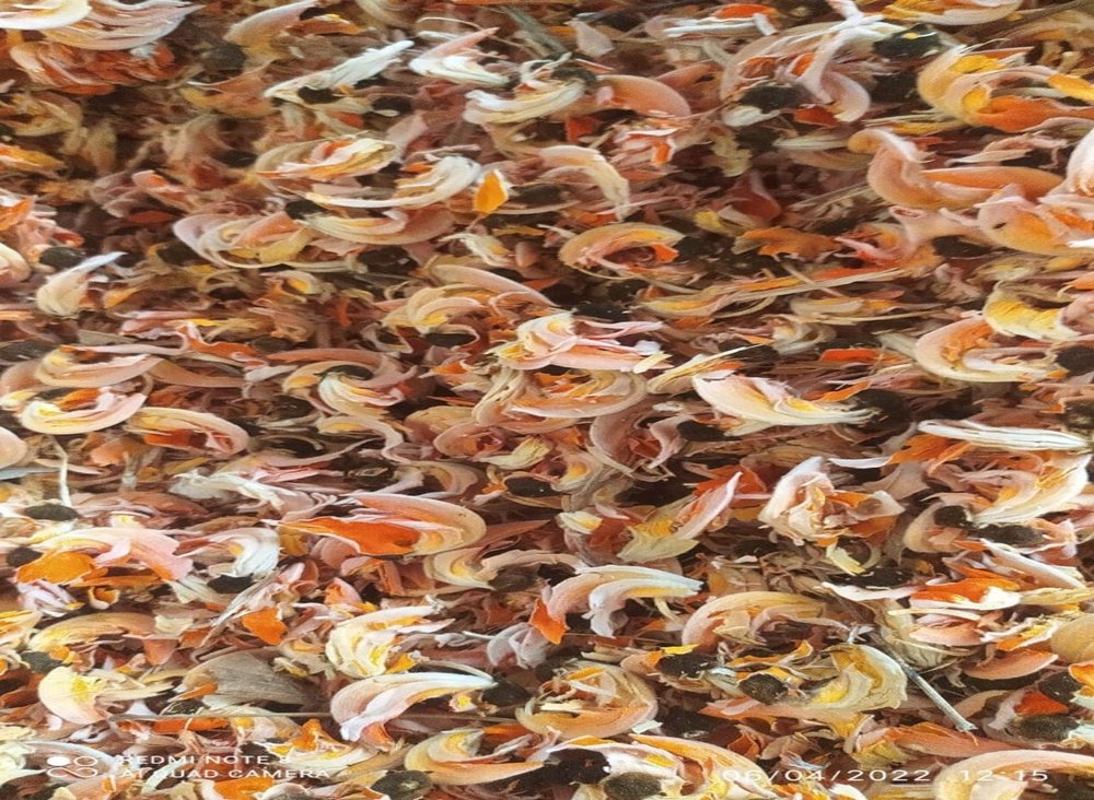 Butea Monosperma Yellow Tesu / Palash Phool, Packaging Size: 25 Kg