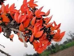 Palash Flowers