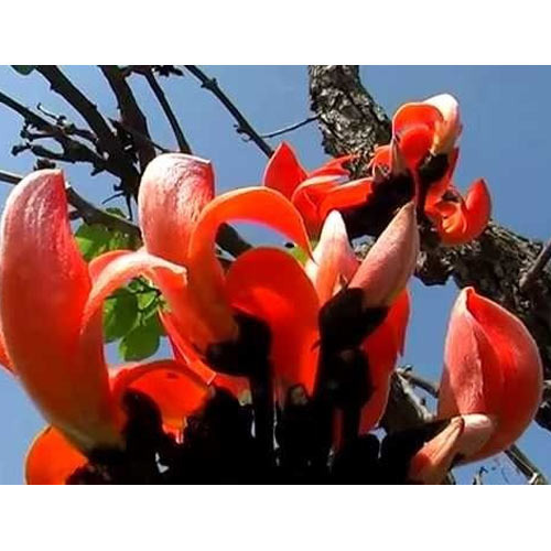 Palash Tesu Phool