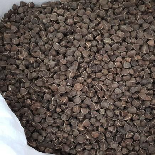 Natural Wingless Moringa Seeds, Packaging Size: 25 KG Poly Bag
