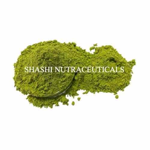 Powder Moringa Oleifera