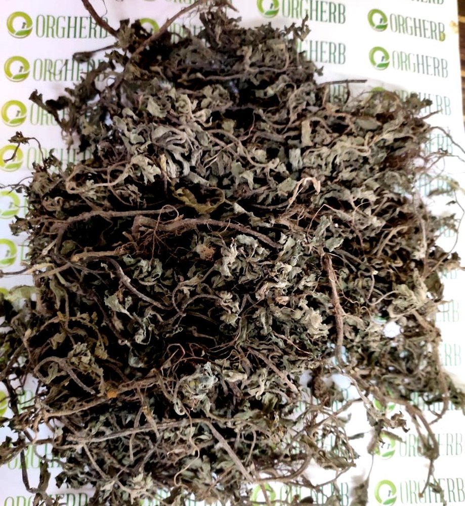 Bhringraj - Eclipta Alba - Bhringaraaj, Ayush Life Elements