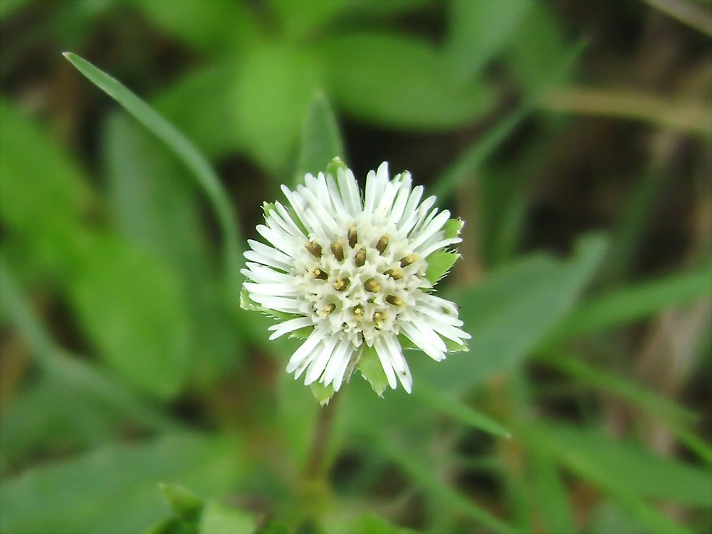 Bhringraj Herb, Packaging Size: 50 Kg