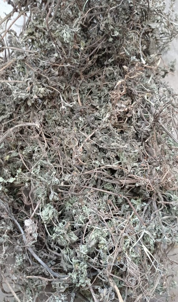 Eclipta Alba Green Dried Bhringraj Herb, Packaging Type: Loose