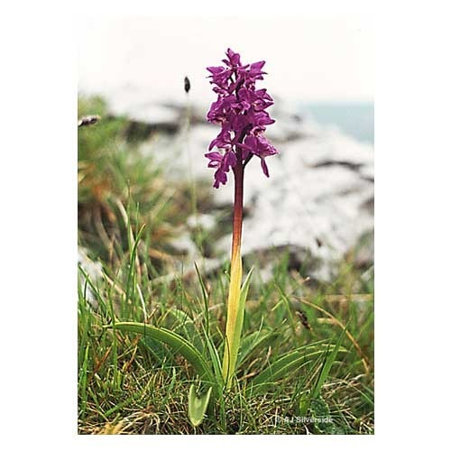 Green Heaven Orachis Mascula Extract, Pack Size: 5 kg, Packaging Type: Polybag