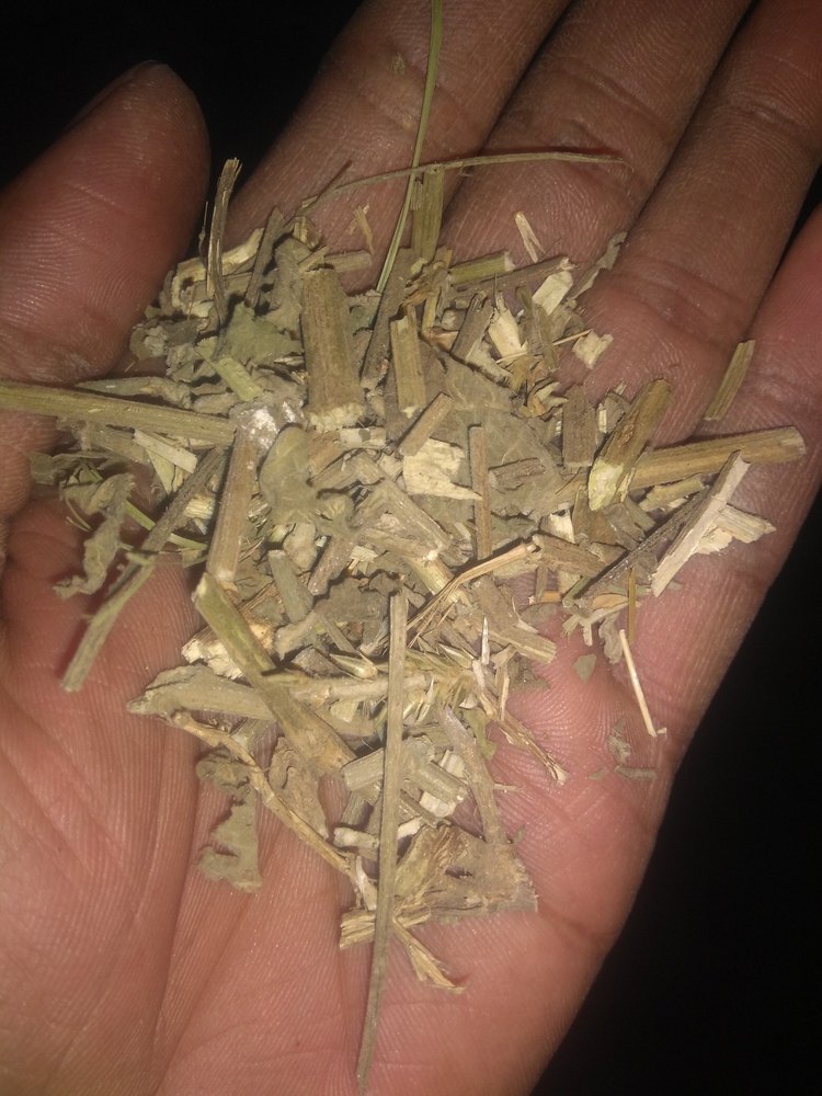 Latjira Dried Apamarga