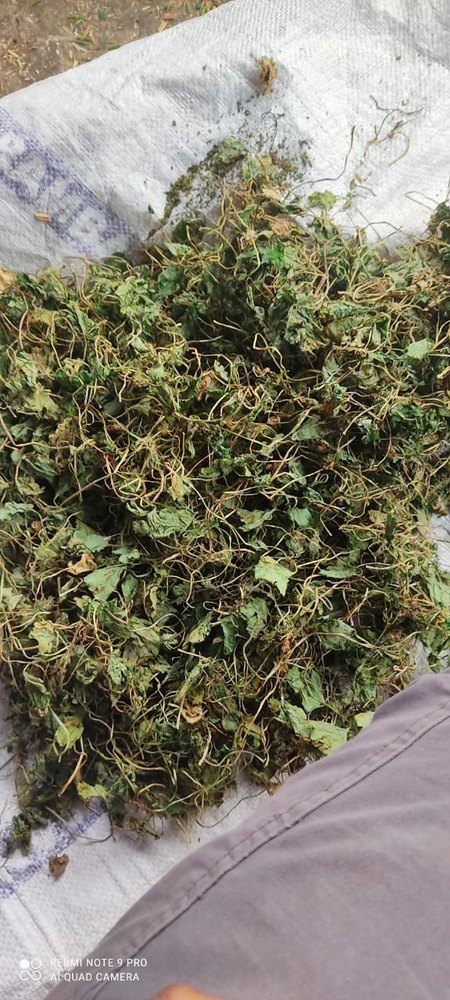 Centella Asiatica/Gotukola, Packaging Type: Bale and bag packing, Packaging Size: 25kg