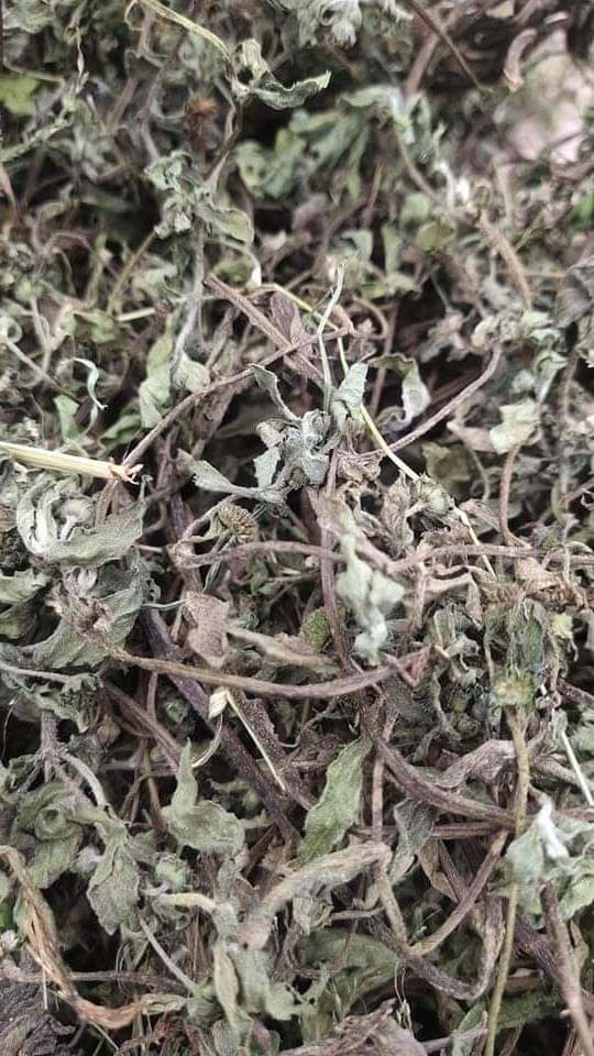 Green Brahmi, Mandukparni, Packaging Size: 50