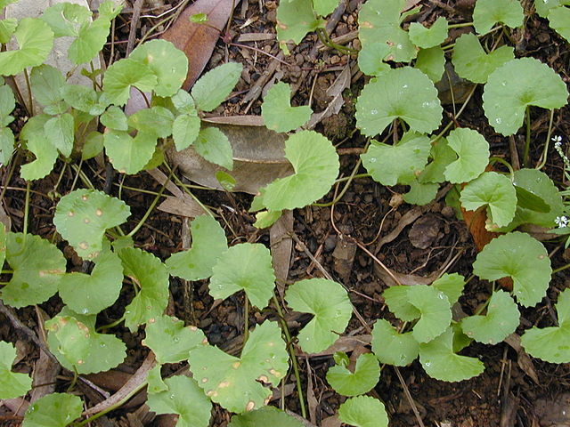 Centella Assitica, 6*6, Packaging Type: Poliymer Bage