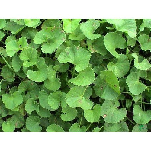 Brahmi - Centella Asiatica, Packaging Type: Bag, Packaging Size: 25 Kg