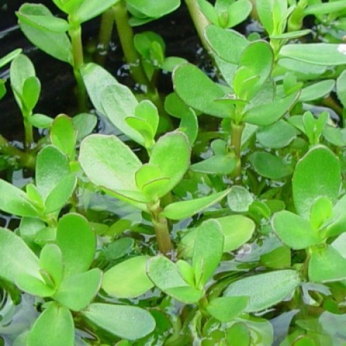 Powder Natural Brahmi Dry Extract, Pack Size: 25 Kg