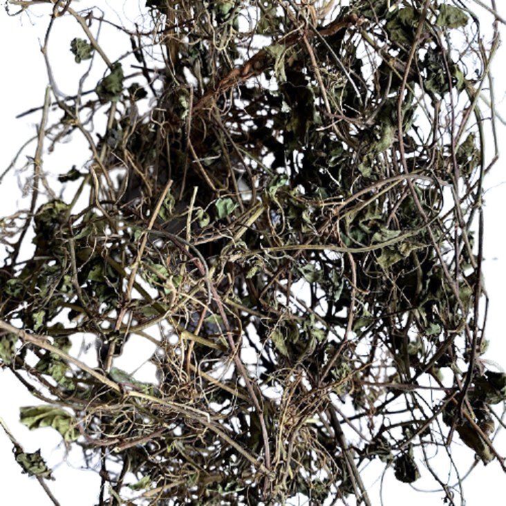 Green Brahmi Leaves, Packaging Type: Loose