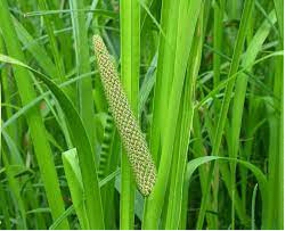 Brown Acorus Calamus Extract ( Sweet Flag), Packaging Type: Packet, Packaging Size: 25 Kg