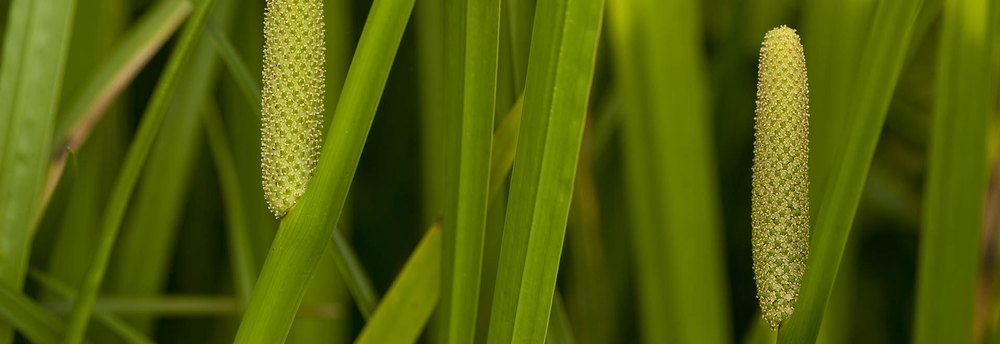 Calamus Oil, Packaging Size: 1 Kg -35 Kg, Packaging Type: Hdpe Drum /Aluminium Can