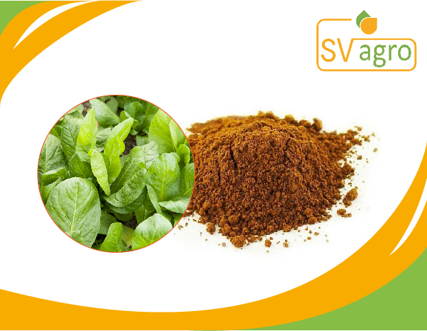 Brown Instant Chicory Powder, Packaging Size: 25 KG