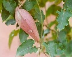 Bhagvati Herbal Dendroblum Macrael Leptadenia Reticulata Extract ( Jivanti ), Packaging Type: HDPE Bag, Packaging Size: 25 Kg