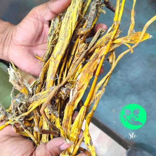 Ayurvedic Yellow Jeewanti, Packaging Size: 30 Kilo Bag