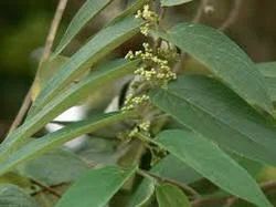 Leptadina reticuleta Green Jivanti Herb, Packaging Type: Bag