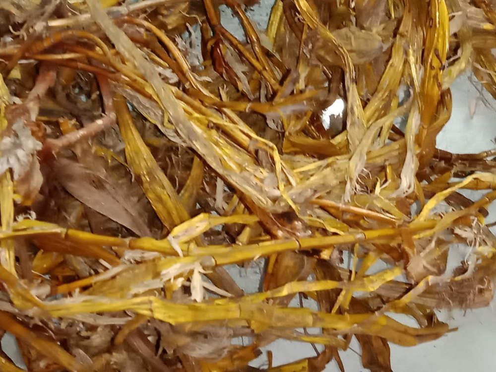 Yellow Jivanti Roots Leptadenia Reticulata