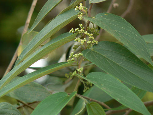Leptadenia Reticulata