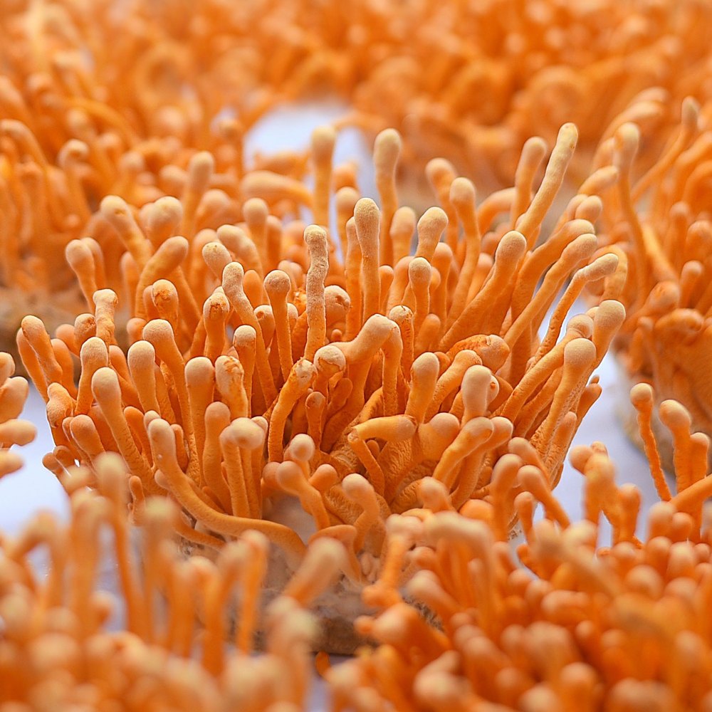 Cordyceps Militaris Mushroom Fruiting Bodies, Packaging Type: Loose