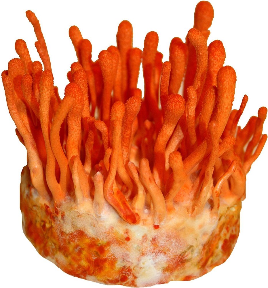 Fresh Cordyceps Militaris