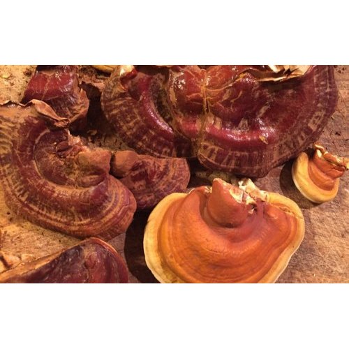 Spawn Medicinal Mushroom