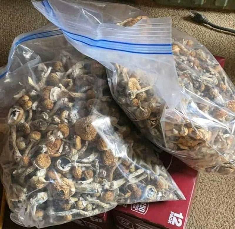 Hallucinogenic Mushroom (Psychedelics muchroom)